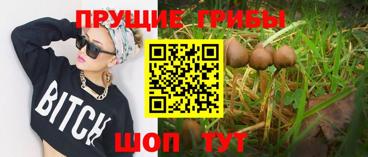 Галлюциногенные грибы Psilocybe Темрюк